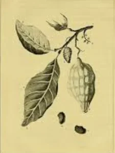 Rama del.arbol de Cacao o chocolate. Grabado. Expedition to Surinam. John G. Stedman. 1908. CC-BY-NC-ND 4.0