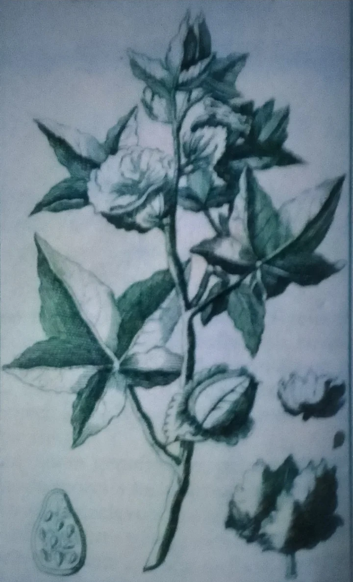 Planta de algodón. Grabado. Nieuwe Reizen naar de France Eiladen van America: Behelzende de Naturlyke historie van die landen derzelver... Jean Baptiste Labat, 1725. CC-BY-NC-ND 4.0
